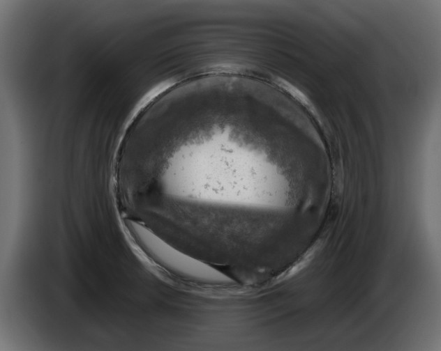 X0000083561042200703021713