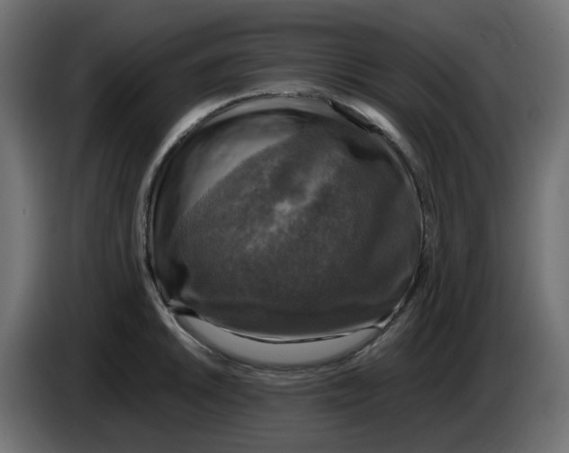 X0000083561046200703021713