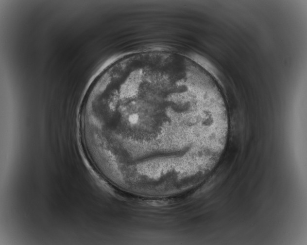 X0000083561047200703021713