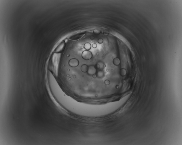 X0000083561055200703021713