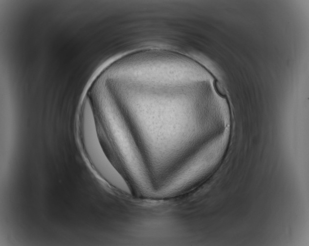 X0000083561056200703021713