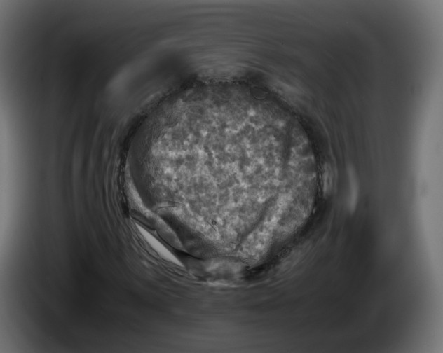 X0000083561059200703021712