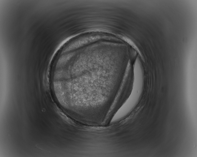 X0000083561068200703021712