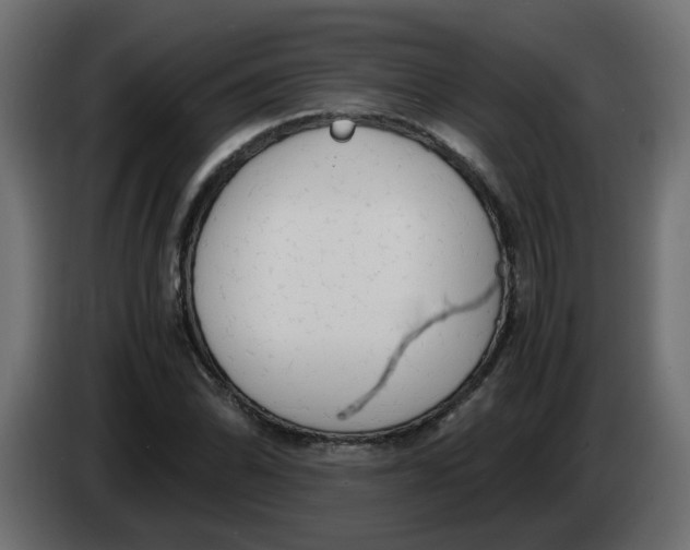 X0000083561070200703021712