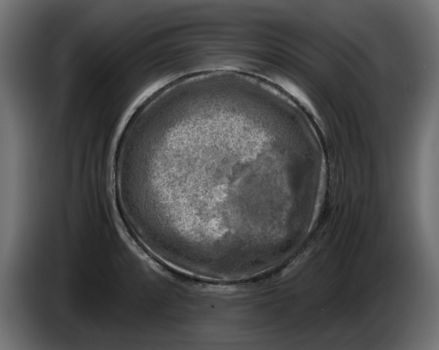 X0000083561088200703021712