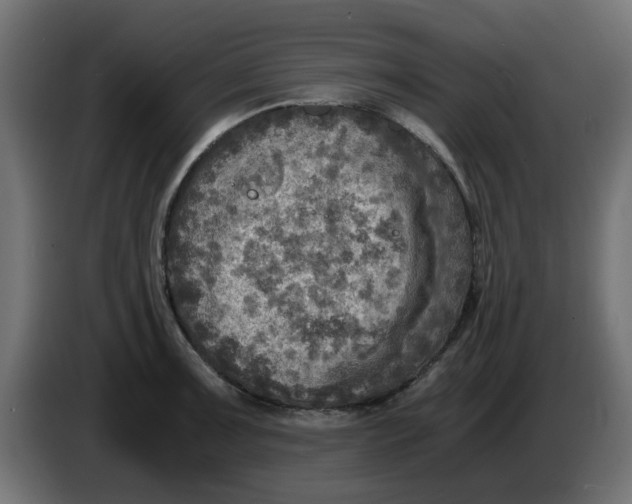 X0000083561091200703021712