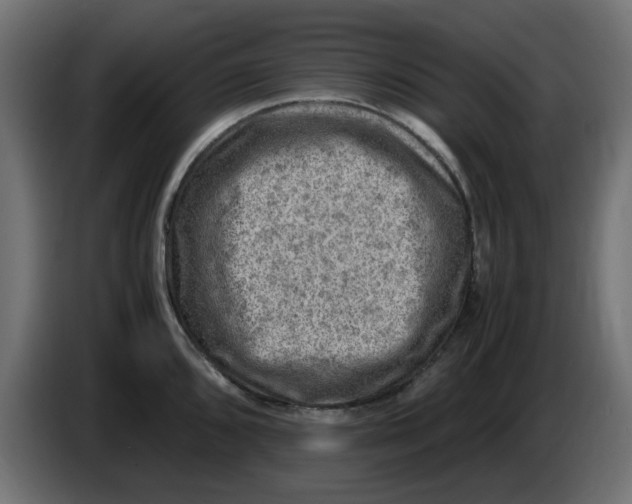 X0000083561096200703021712