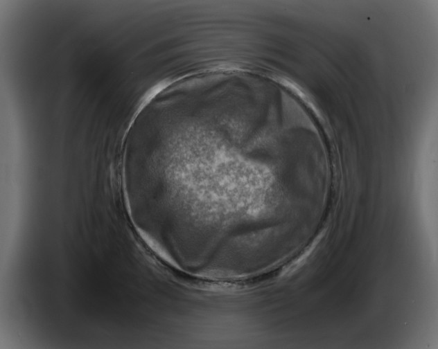 X0000083561097200703021712