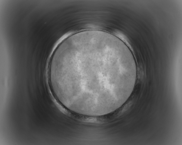 X0000083561098200703021712