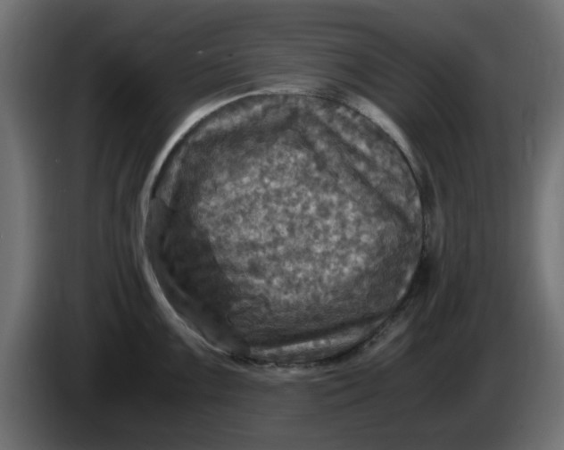 X0000083561099200703021712