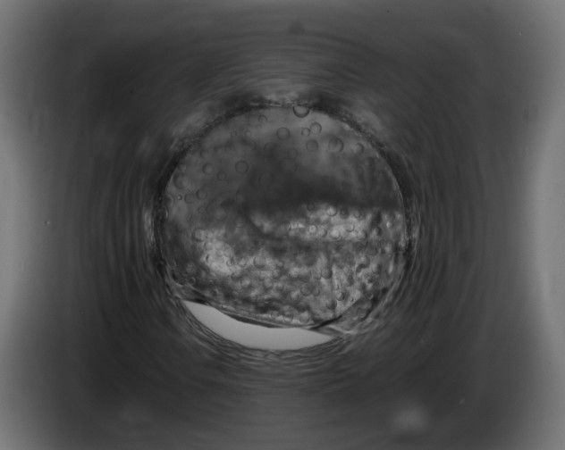 X0000083561106200703021711