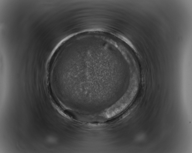 X0000083561116200703021711