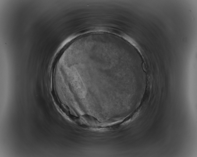 X0000083561127200703021711