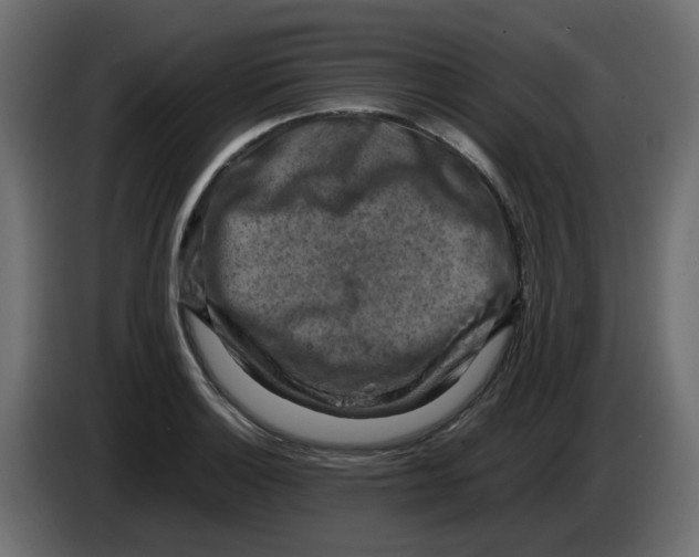 X0000083561132200703021711