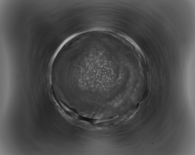 X0000083561148200703021711