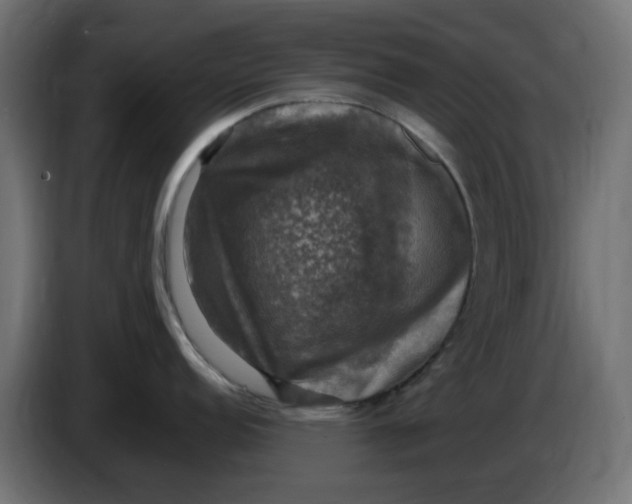 X0000083561152200703021711