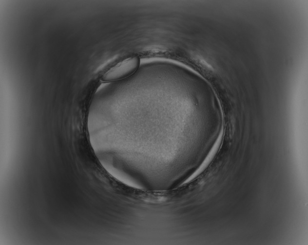 X0000083561158200703021710