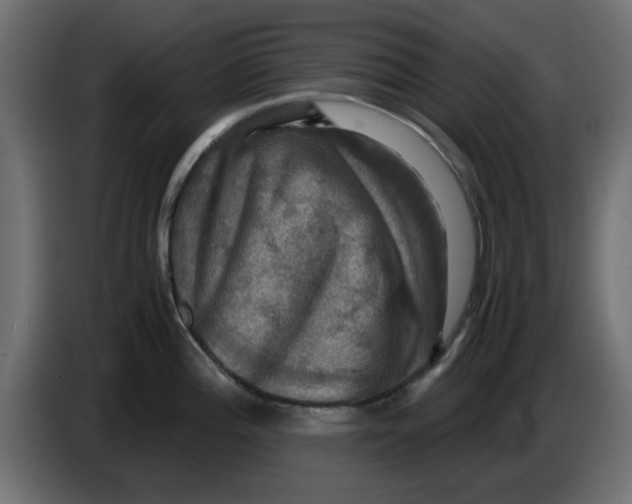 X0000083561196200703021710