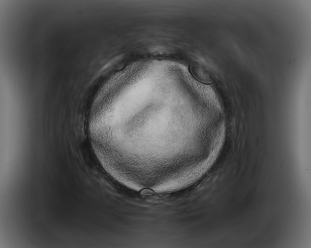 X0000083561205200703021709