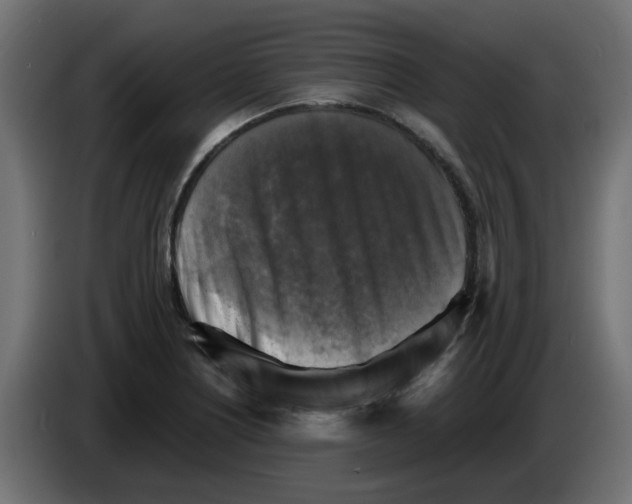 X0000083561226200703021709