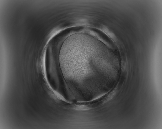 X0000083561230200703021709