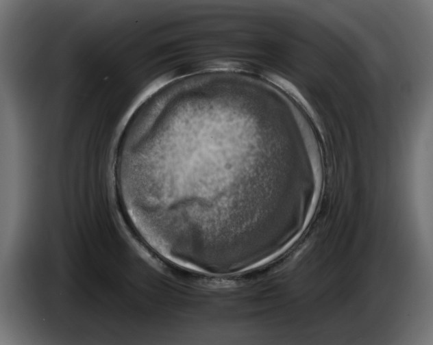 X0000083561235200703021709