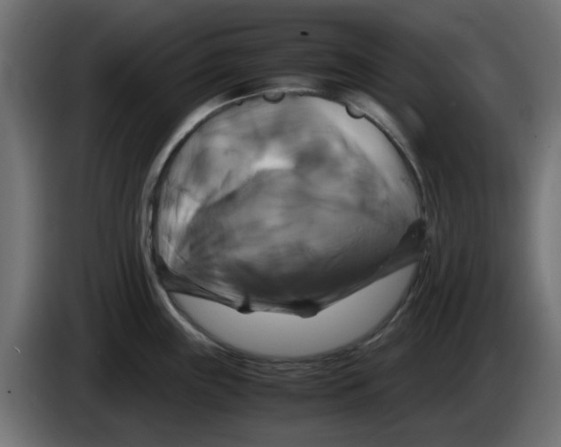 X0000083561243200703021710