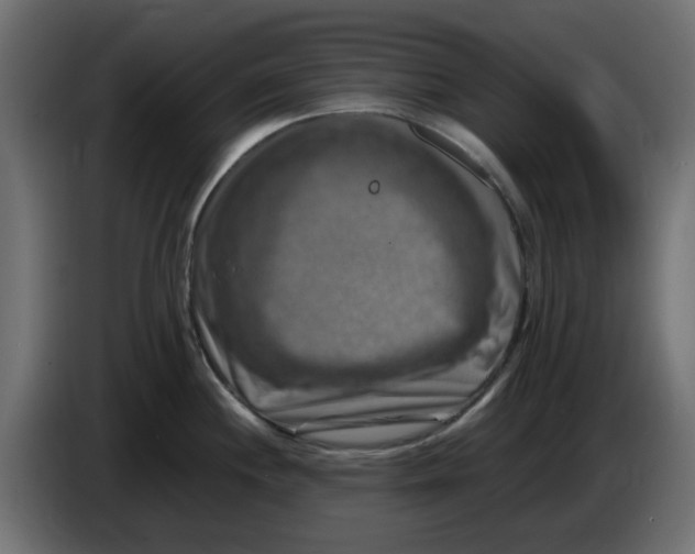 X0000083561244200703021710