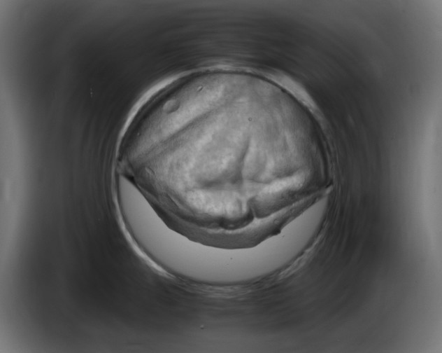 X0000083561247200703021710