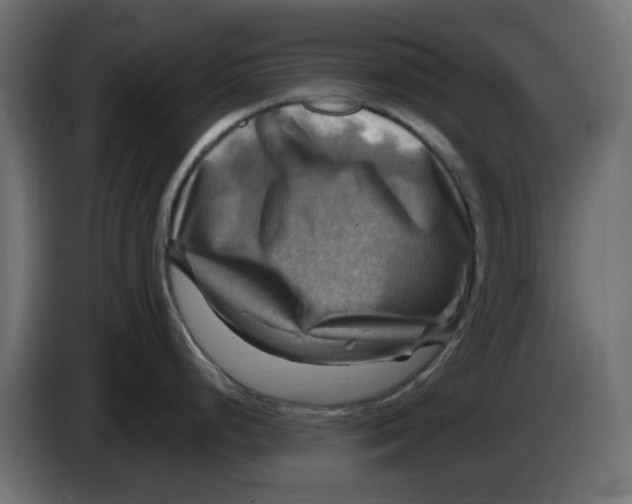 X0000083561248200703021710