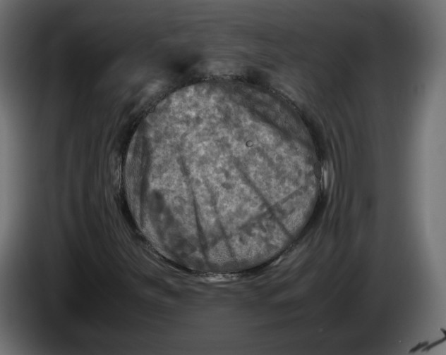 X0000083561251200703021709