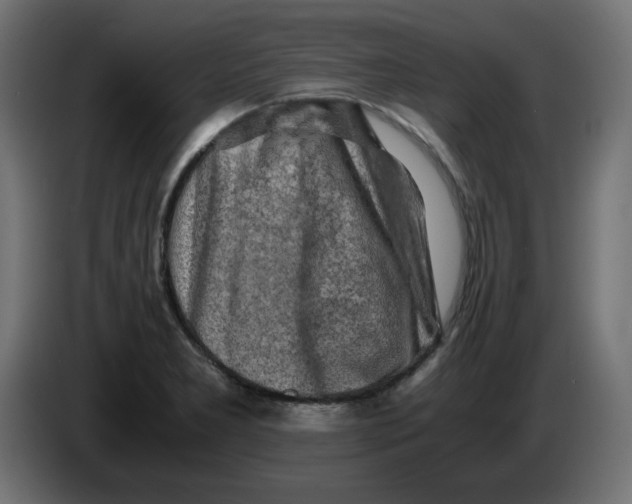 X0000083561277200703021708