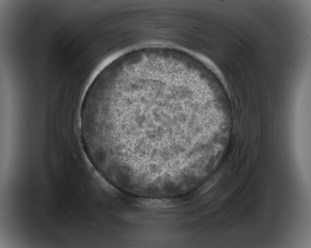 X0000083561287200703021708