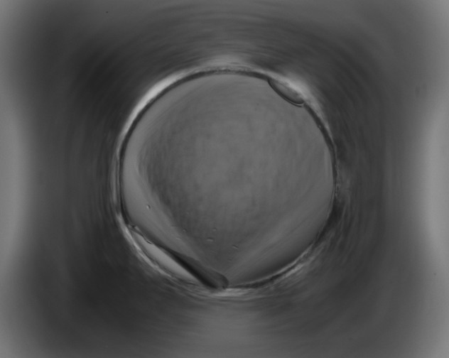 X0000083561295200703021708