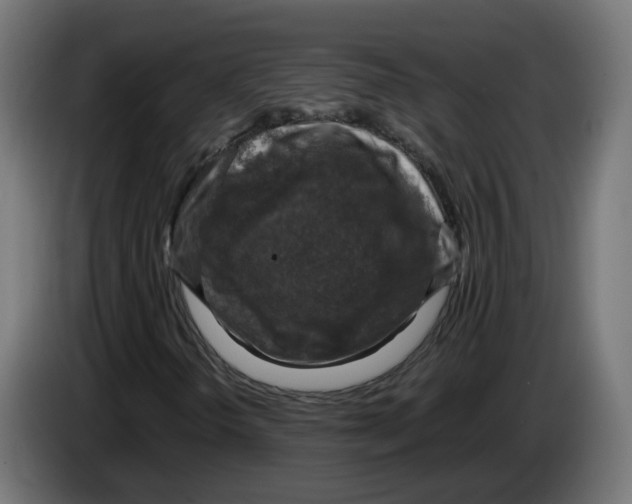 X0000083561298200703021707