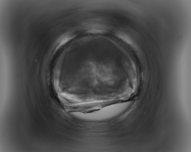 X0000083561306200703021707