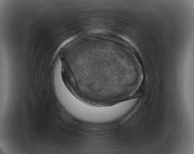 X0000083561314200703021707