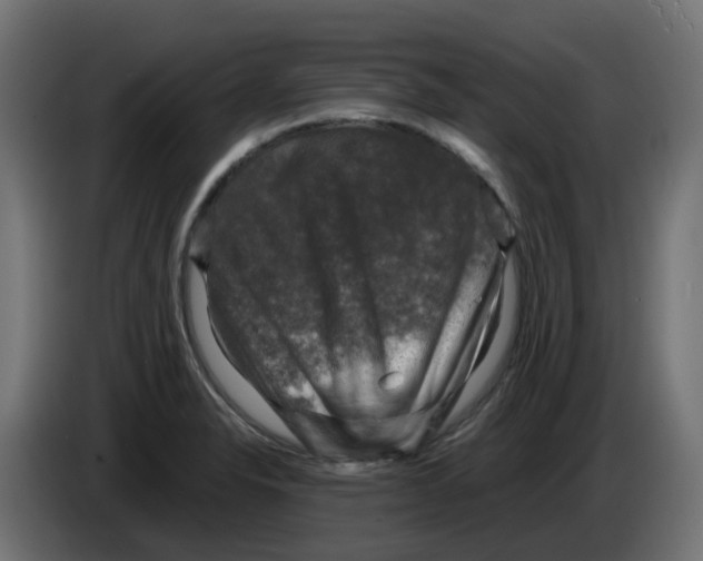 X0000083561326200703021708