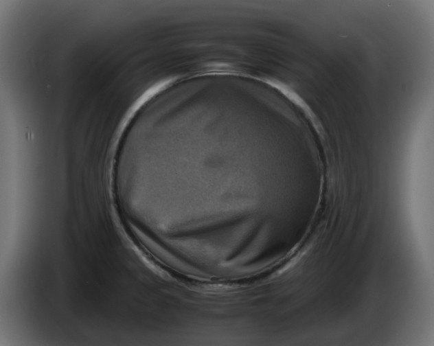 X0000083561333200703021708