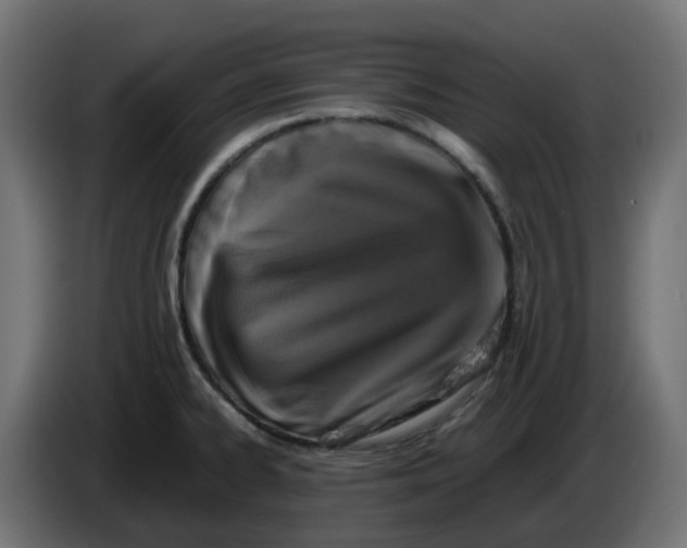 X0000083561334200703021708