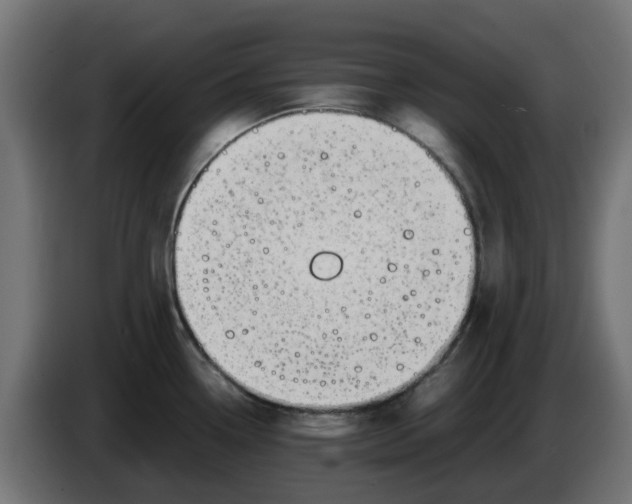 X0000083561338200703021708