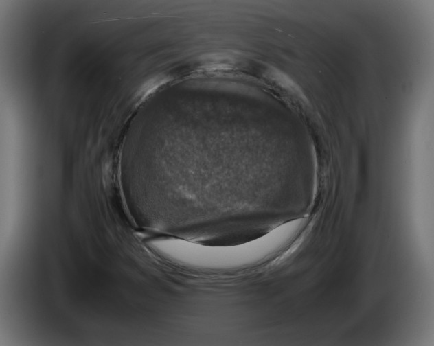 X0000083561353200703021707