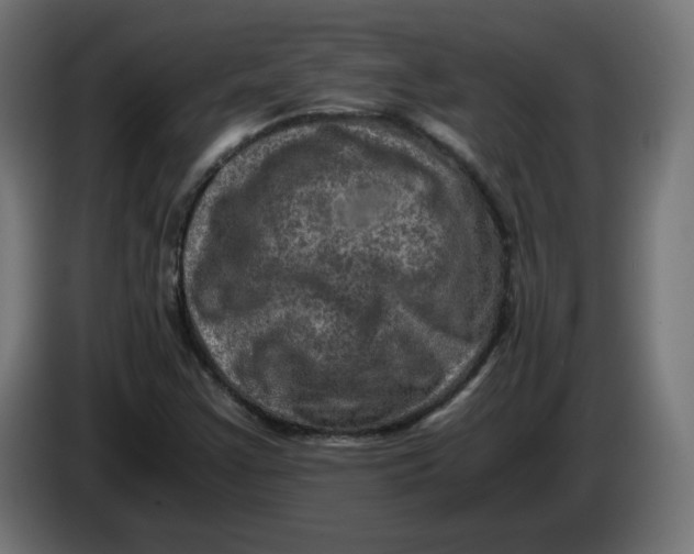 X0000083561355200703021707