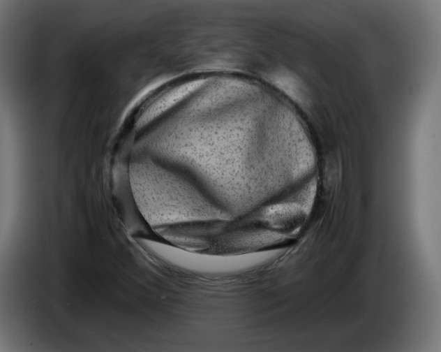 X0000083561356200703021707