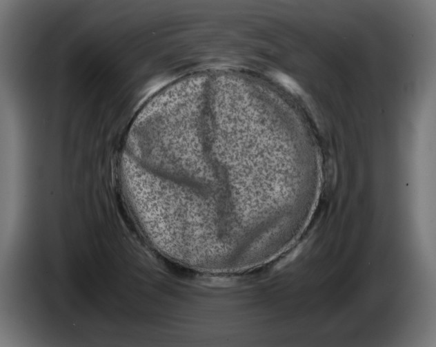 X0000083561361200703021707