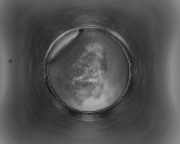 X0000083561364200703021707