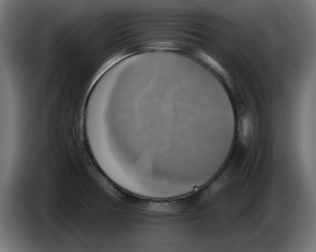 X0000083561378200703021707