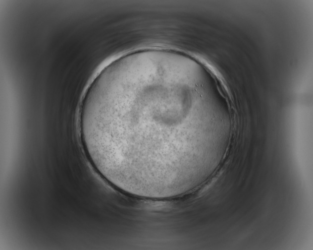 X0000083561382200703021706