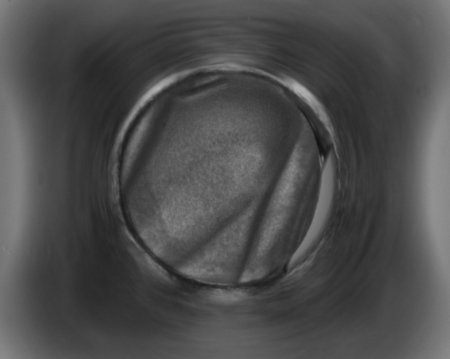 X0000083561384200703021706