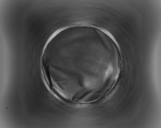 X0000083561389200703021706